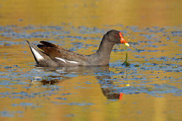 Wall Mural - a common moorhen (gallinula chloropus) swimming in a pond, south africa