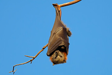 Wall Mural - a grey-headed flying fox (pteropus poliocephalus) hanging in a tree during the day, south australia