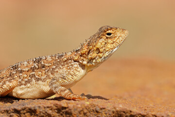 Wall Mural - portrait of a female ground agama (agama aculeata) sitting on a rock, south africa