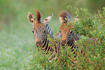 Wall Mural - portrait of two plains zebra (equus burchelli) foals in natural habitat, madikwe game reserve, south