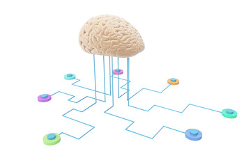 Poster - Human brain connected to multicolored digital nodes with blue lines, isolated on white background, symbolizing artificial intelligence network. 3D Rendering