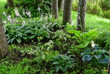 hosta