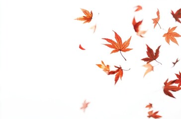Wall Mural - maple leaf petals floating leaves background atmosphere.