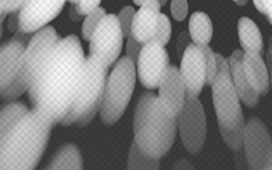 Wall Mural - abstract shadow overlay dappled light on a transparent background.
