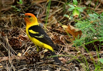 Wall Mural - a colorful male western tanager with an insect he caught in his beak,  on  on the forest floor in summer  near vallecito reservoir, near durango in southern colorado 