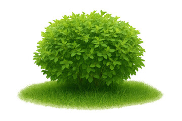 Fototapete - Verdant rounded shrub growing on lush grass, detached from background, ideal for botanical design and landscape visualization