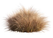 © changkochang - Fluffy, light brown ornamental grass clump