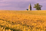 Church and a solitary tree among the grains ,Kościół i samotne drzewo wśród zbóż