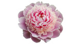 Isolated Pink Peony Blossom