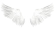 © Mitchel - Beautiful Angel Wings Isolated on White Background with Transparency