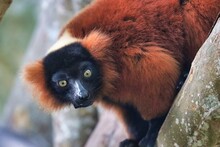 マダガスカルのキツネザルかわいいです 無料画像 - Public Domain Pictures
