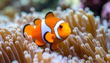 Clownfish swimming amidst sea anemone