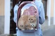 © New Africa - Woman with her cute cat in backpack carrier on city street, closeup