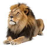 Majestic male lion lying down isolated on transparent background