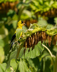 Wall Mural - a gold finch perched on a dead sunflower