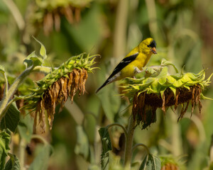 Wall Mural - a gold finch perched on a dead sunflower