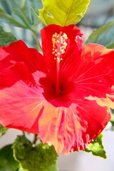 Wall Mural - red hibiscus flower in the garden 