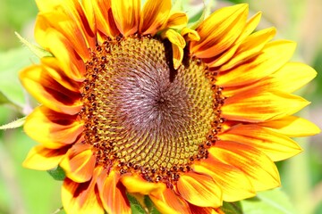 Wall Mural - Close up of a sunflower 