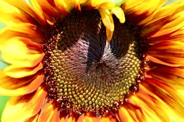 Wall Mural - Sunflower macro 
