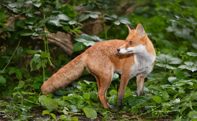 Wall Mural - Close-up of a cute young red fox standing in a forest