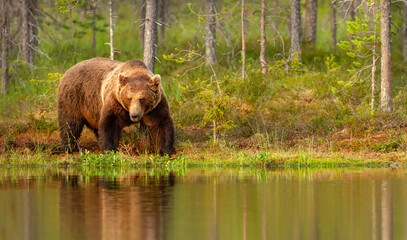Wall Mural - Eurasian brown bear standing near a forest pond
