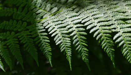 Wall Mural - green fern leaf captured in selective soft focus with a diffused forest background