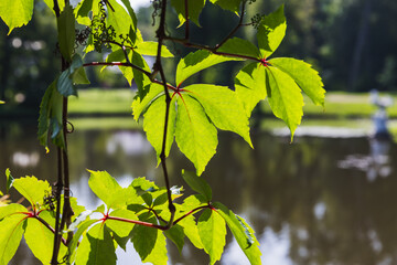 Wall Mural - green leaves overlooking a serene pond on a sunny day