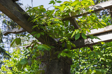 Wall Mural - bright green leaves of a plant vine intertwine a wooden trellis