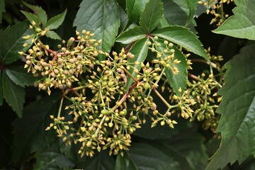 Wall Mural - small,yellow flowers of Parthenocissus quinquefolia wild plant close up
