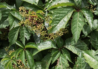 Wall Mural - small,yellow flowers of Parthenocissus quinquefolia wild plant close up