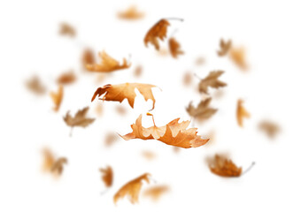 Wall Mural - leaf traveling  falling isolated autumn background