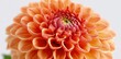 © Ananta - Closeup Orange Dahlia Flower