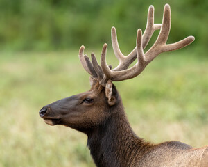 Wall Mural - Roosevelt elk, the largest of the four North American elk subspecies, are found in California's coastal regions, particularly in the northern part of the state, including areas within Redwood National