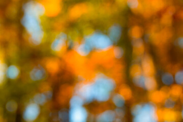 autumn blur background with foliage. autumn fall leaves in soft bokeh light. autumn maple leaf falli