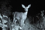 Young white-tailed deer standing in the forest at night