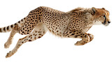 Cheetah Running Fast: A flat lay of a cheetah running fast across the savannah, isolated on a Transparent background, PNG file.