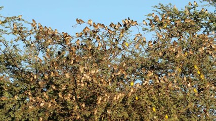Wall Mural - flock of red-billed queleas (quelea quelea) and other birds in a tree, kalahari desert, south africa