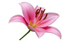 Illustration of a beautiful pink lily flower with detailed petals and stamens is