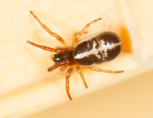 Wall Mural - A brown and white spider is sitting on a white surface