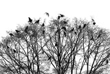 Crows sitting on the top of the crown of a bare city tree in winter. Silhouettes of numerous corvids that have gathered. Atmospheric black and white shot on a gray winter evening in Germany.
