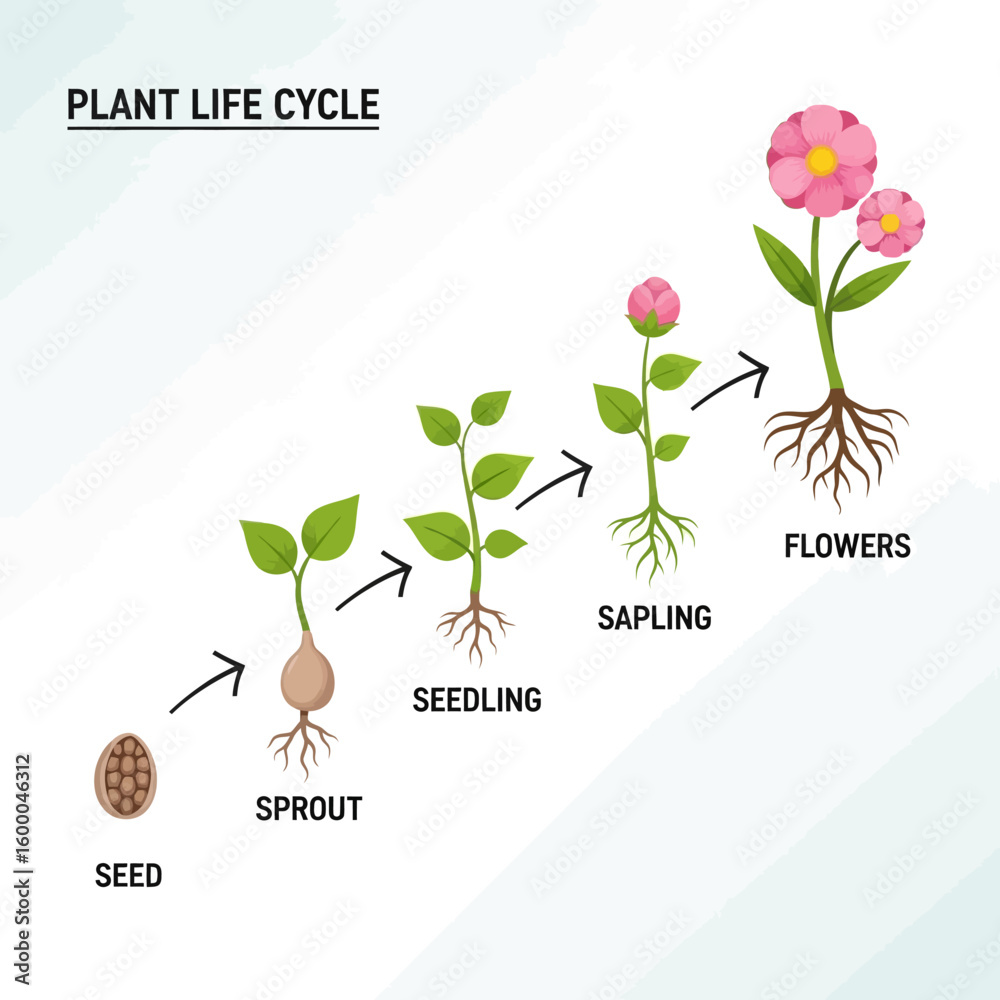 Diagram illustrating the complete plant life cycle, from seed to ...