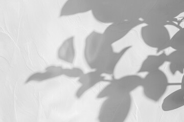 Wall Mural - png shadow from plant minimalist white leaf.