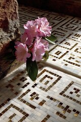 Poster - Delicate pink flowers blooming on a patterned surface, illuminated by sunlight, creating a striking contrast of textures and light