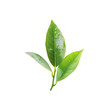© Ikhsan - Close-up of fresh green tea leaves