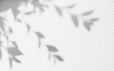 Wall Mural - abstract shadow overlay from foliage tree branch on a transparent background.