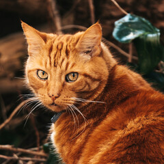 portrait of a cat