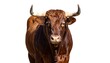 © ilyas - Brown bull portrait, front view