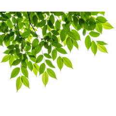 Tree branch with green leaf isolated for object and retouch design 