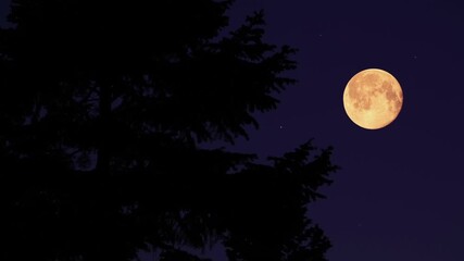 Wall Mural - full moon with stars, planets and tree silhouettes.