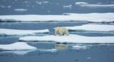 Polar bear prowls across ice floes in a vast, cold, blue-toned arctic expanse, reflected in icy water
